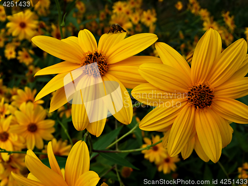 Image of Yellow FLowers