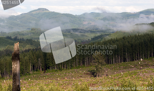 Image of Foggy Mountain Clearcut Logging Effect Tree Stumps Deforestation