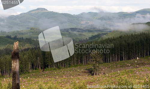 Image of Foggy Mountain Clearcut Logging Effect Tree Stumps Deforestation