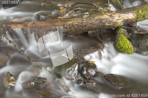 Image of Green Mossy Ferns Grow Rocks Water Flowing River Stream