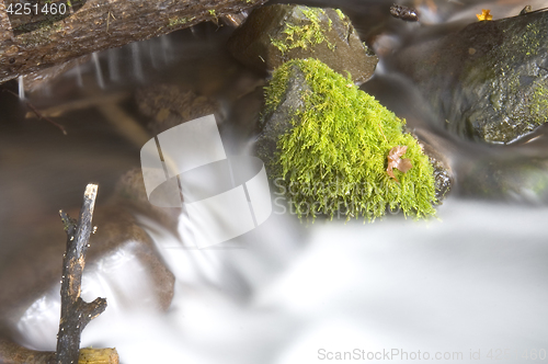 Image of Green Mossy Ferns Grow Rocks Water Flowing River Stream