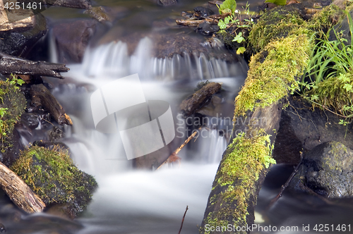 Image of Green Mossy Ferns Grow Rocks Water Flowing River Stream