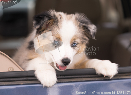 Image of Purebred Australian Shepherd Puppy Leans Out Car Window