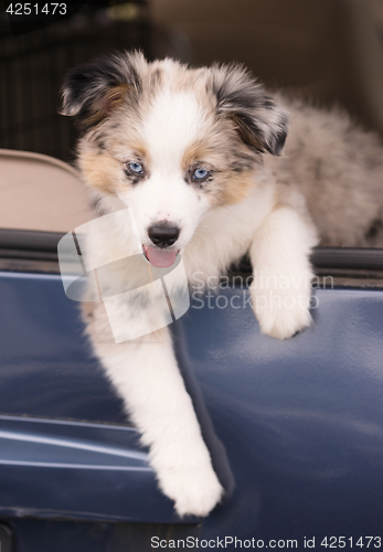 Image of Purebred Australian Shepherd Puppy Leans Out Car Window