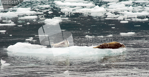 Image of Wild Seal Lions Iceburg Aialik Bay Kenai Fjords Alaska