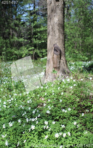 Image of  wood anemone White flowers Spring primroses 