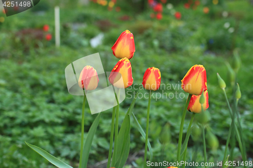 Image of  Flowers  red yellow tulips