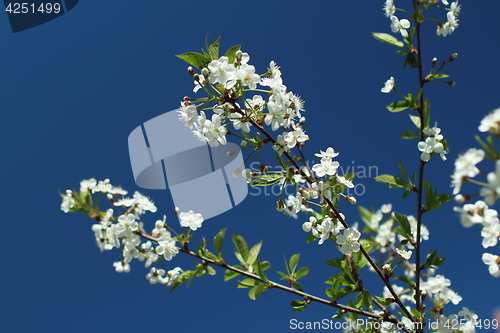 Image of  White flowers on sakura branches