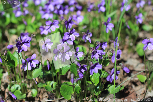 Image of  Forest violets spring primrose