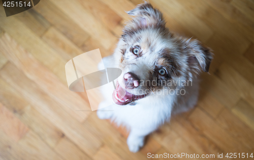 Image of Purebred Australian Shepherd Puppy Stands Looking Up