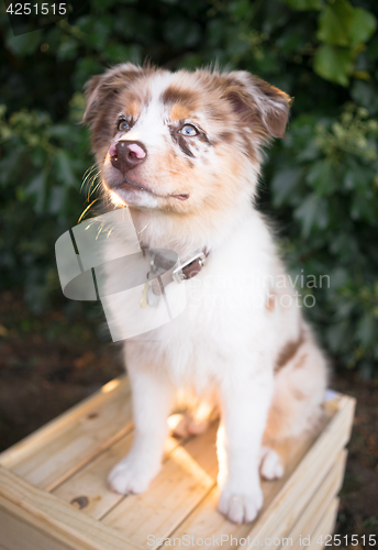Image of Purebred Australian Shepherd Puppy Stands on Wooden Crate