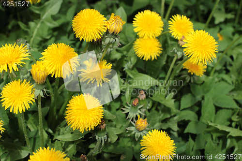 Image of  yellow flowers dandelion on green background