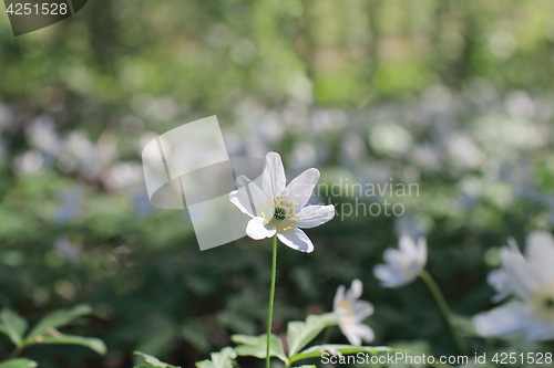 Image of  pure white flowers wood anemone