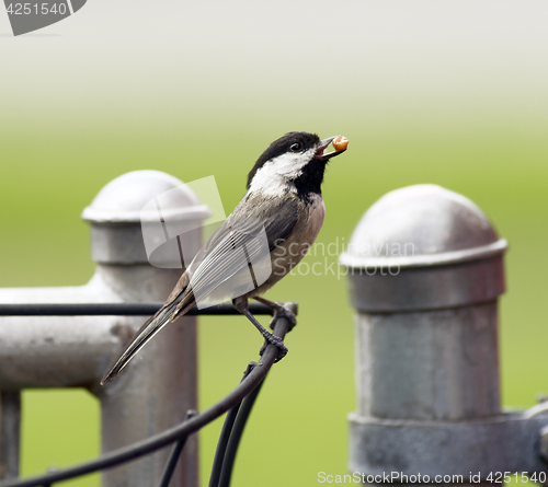 Image of Black-capped Chickadee Bird Perched Fence Taking Food To Young