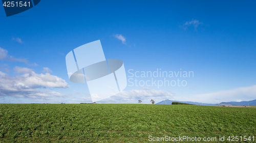 Image of Meadows in Tasmania, Australia