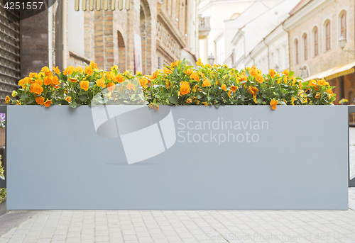 Image of Large flower pot with flowers
