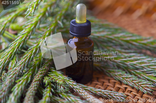 Image of pine tree massage oil