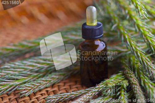 Image of pine tree massage oil