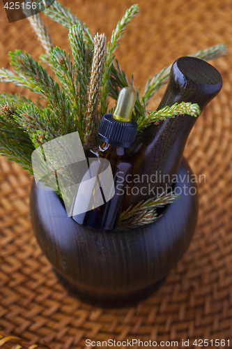 Image of pine tree massage oil