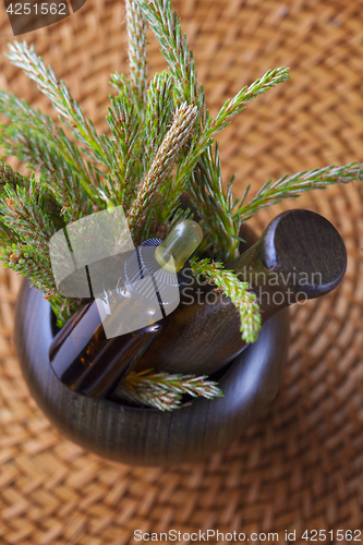 Image of pine tree massage oil