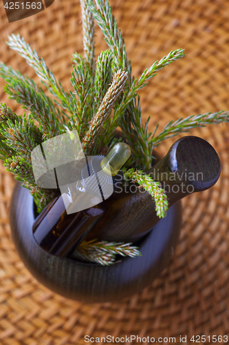 Image of pine tree massage oil