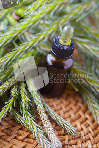 Image of pine tree massage oil