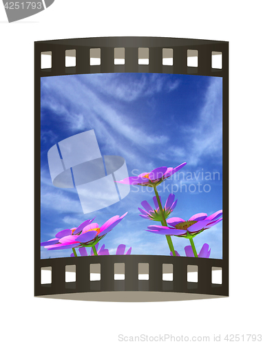 Image of Beautiful Cosmos Flower against the sky. 3D illustration.. The f