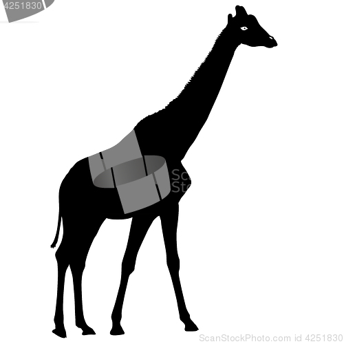 Image of Silhouette high African giraffe on a white background