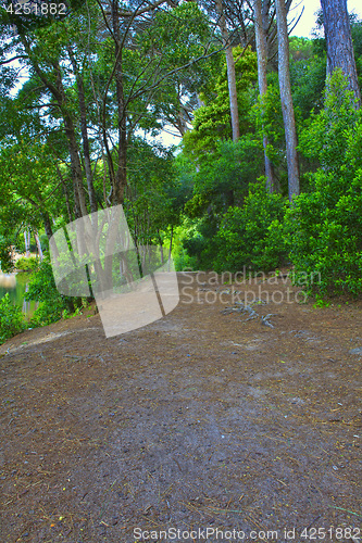 Image of Road in a green forest in the spring