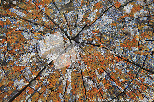Image of Top view of a cut tree