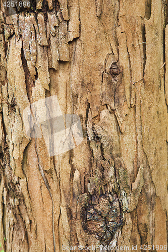 Image of Closeup of the bark of an old tree
