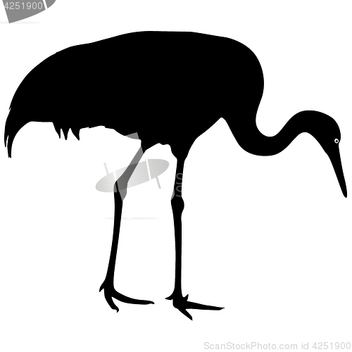 Image of Silhouette bird crane on a white background