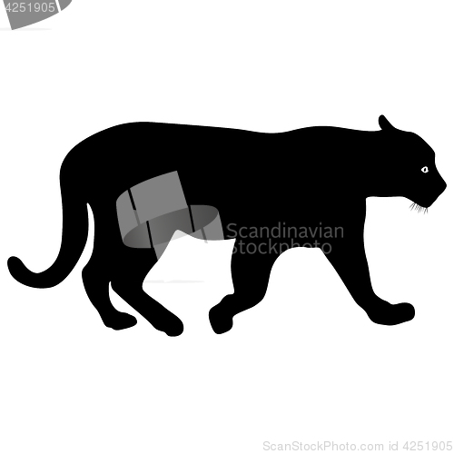 Image of Silhouette beautiful panther on a white background