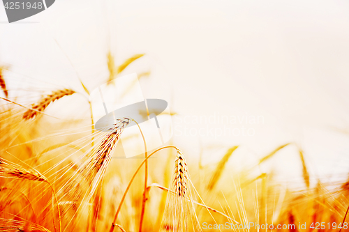 Image of wheat