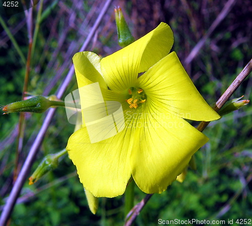 Image of Lemon color flower