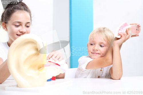 Image of Students anatomy lesson. Children watch a model of the human ear.