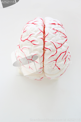 Image of Model of human brain