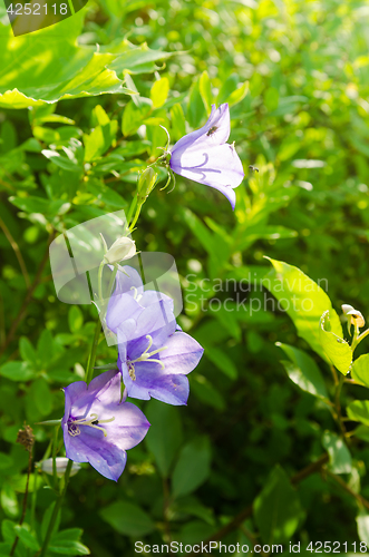 Image of Flowering bells, close-up