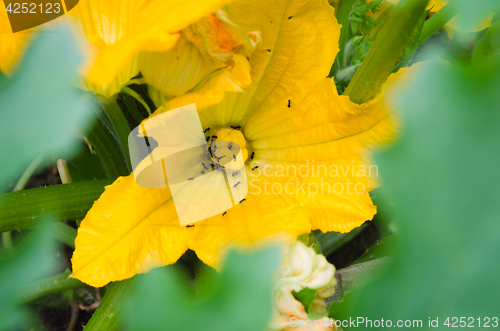 Image of Ants gather nectar from a pumpkin flower, close-up