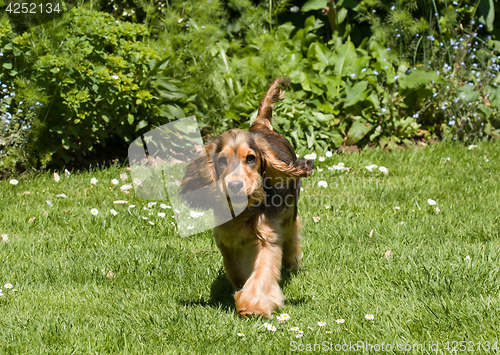 Image of English Cocker Spaniel Puppy Ears Flapping 