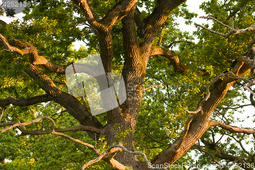 Image of Oak Tree at Sunrise
