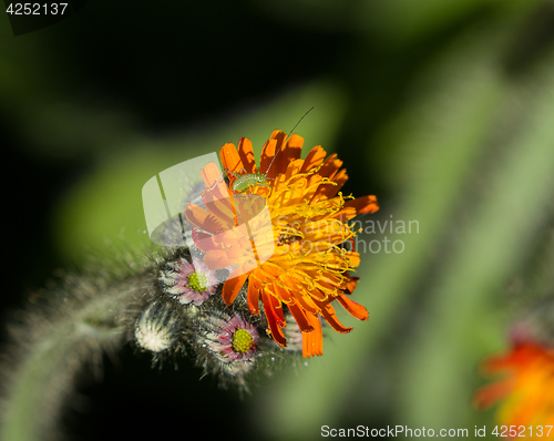 Image of Speckled Bush Cricket on Fox and Cubs