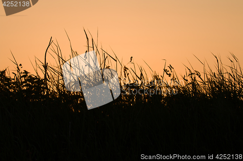 Image of Sunrise Grass Silhouettes