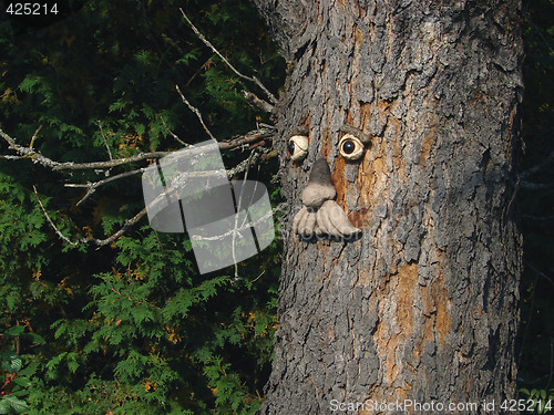 Image of Face in a tree 3