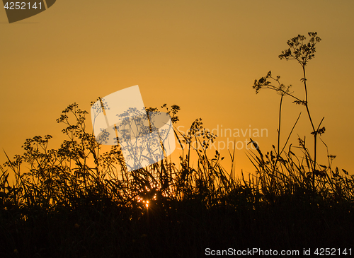 Image of Sunrise Silhouettes 