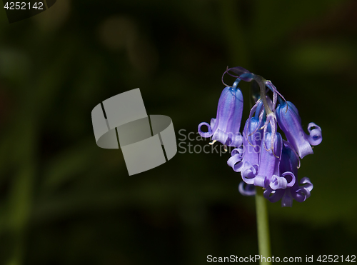 Image of Bluebell Detail Landscape