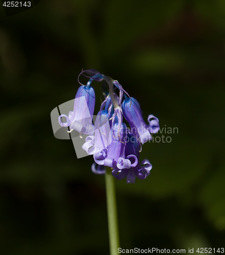 Image of Common English Bluebell Detail Portrait