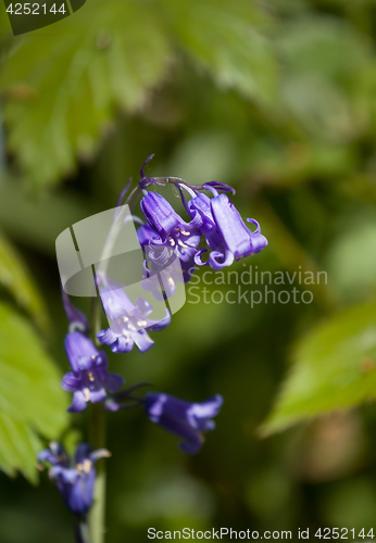 Image of Native English Bluebell 