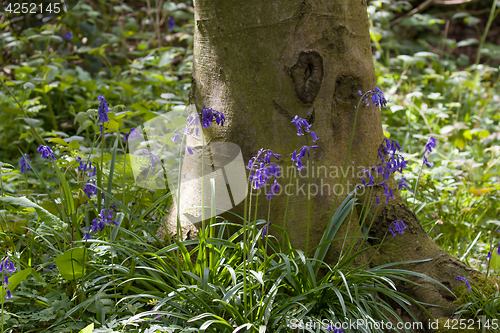 Image of Native English Bluebells and Tree