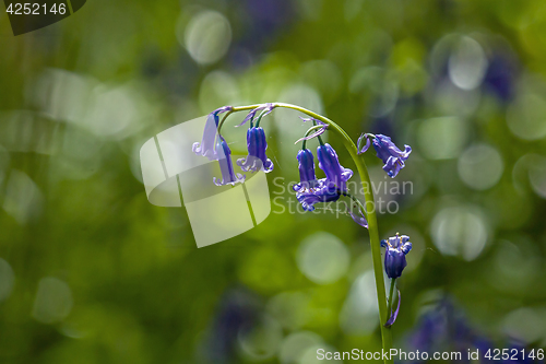 Image of Native English Bluebells Backlit